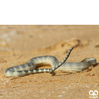 گونه مار دریایی سر کوچک Small -headed Sea Snake